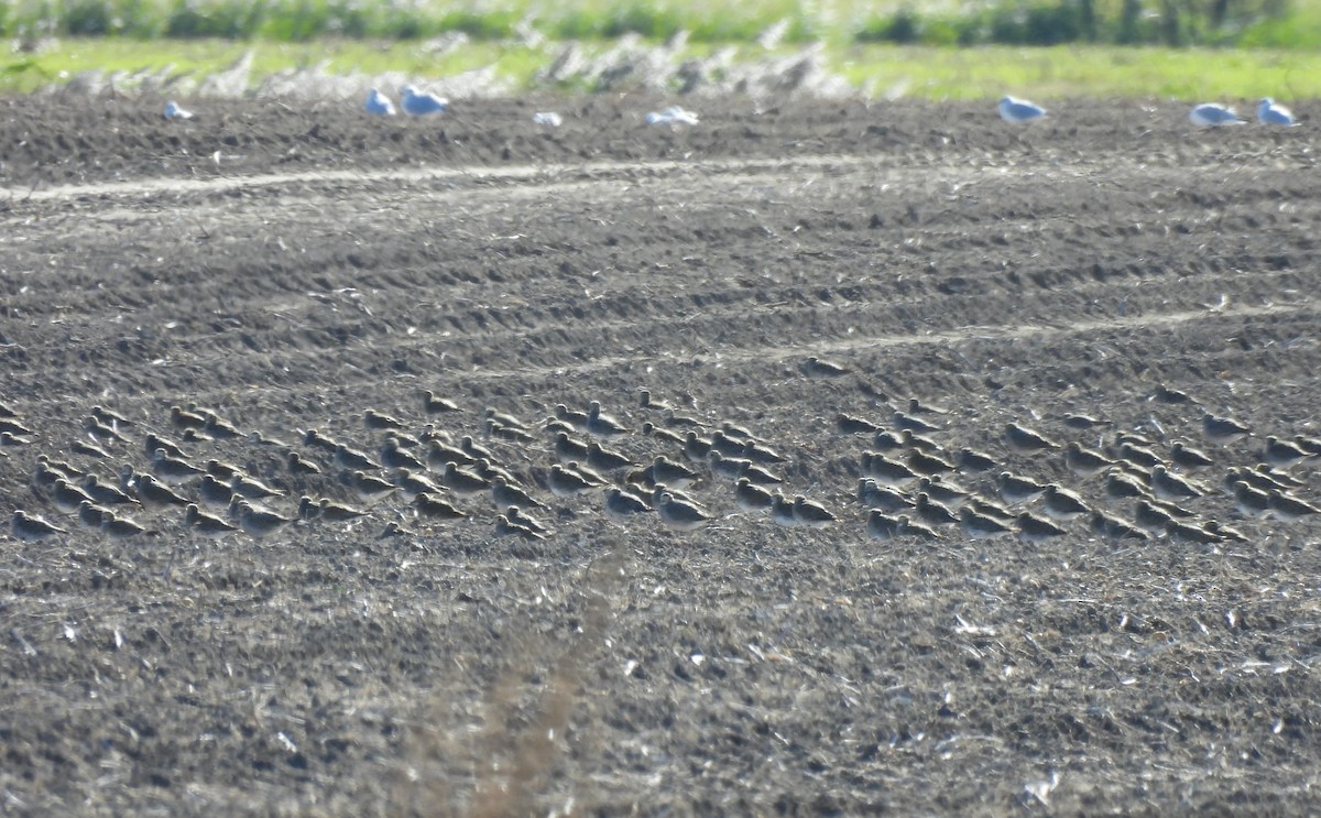 European Golden-Plover - ML643049635