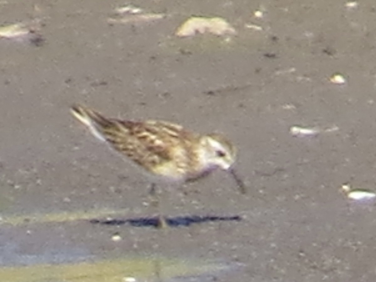 pygmésnipe - ML643049647