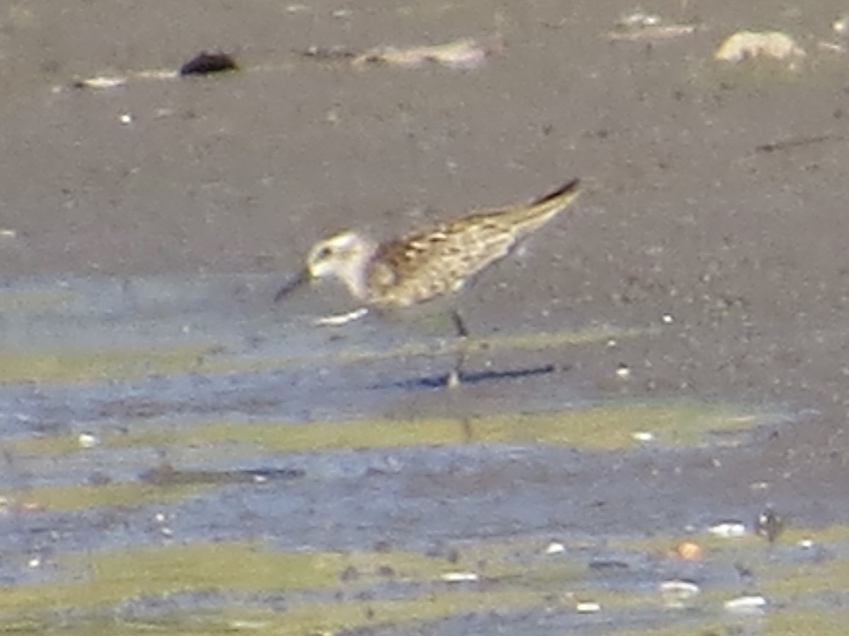 pygmésnipe - ML643049648