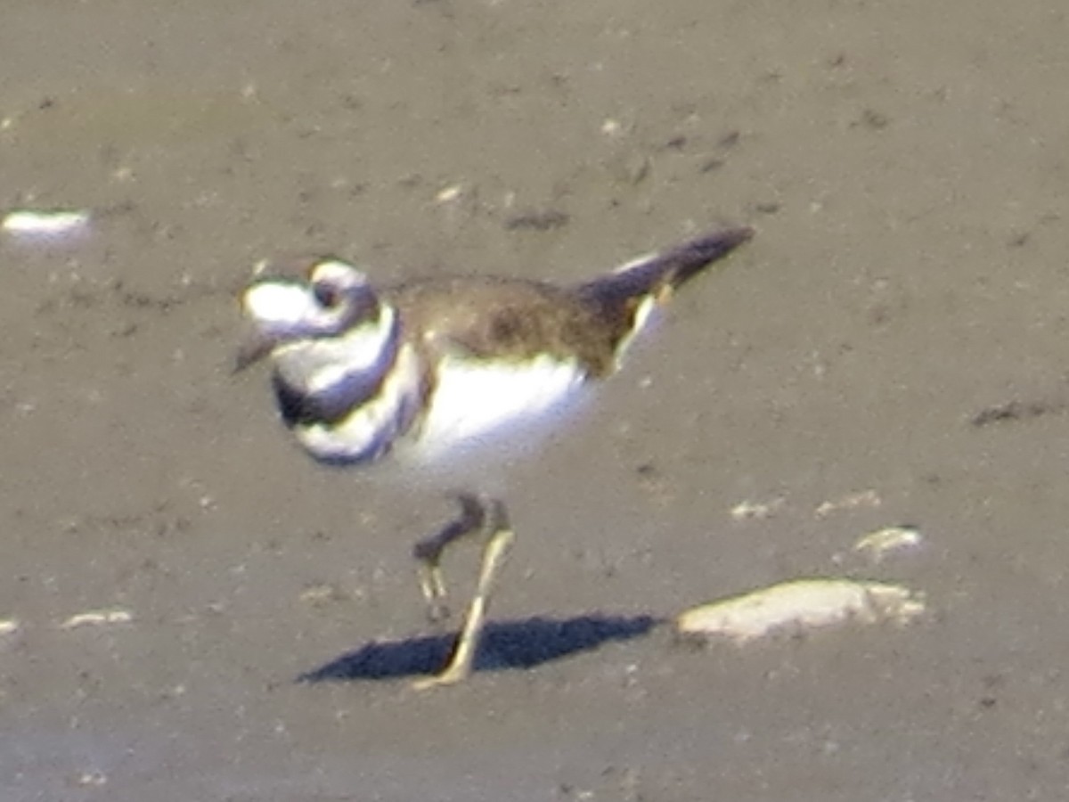 tobeltelo - ML643049651