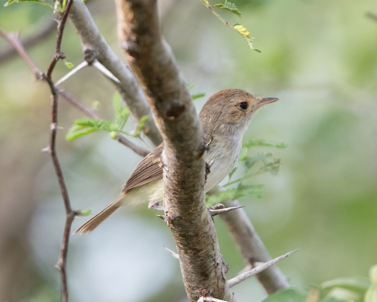 Fulvous-crowned Scrub-Tyrant - ML643049665
