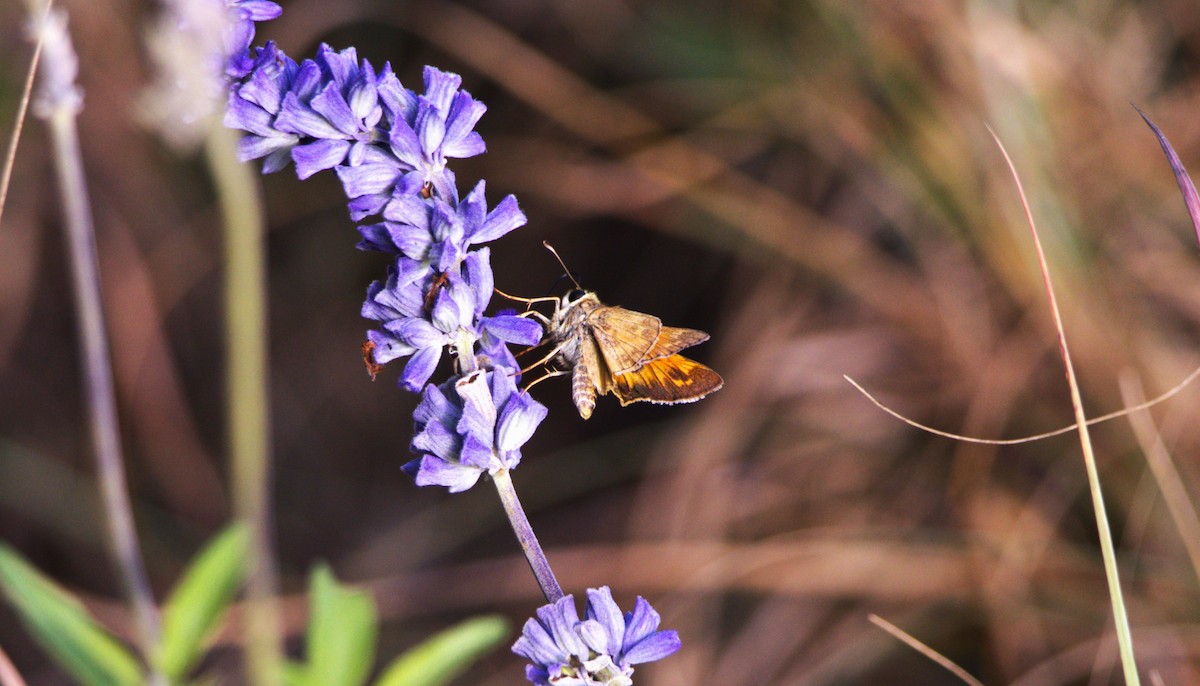 Animals - ML643049667