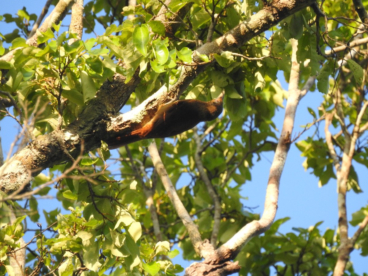 Cinnamon-throated Woodcreeper - ML643049671