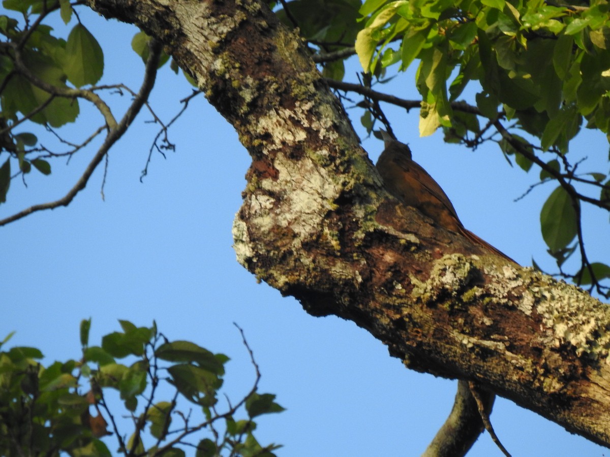 Cinnamon-throated Woodcreeper - ML643049672
