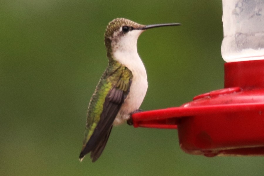 Ruby-throated Hummingbird - ML643049673