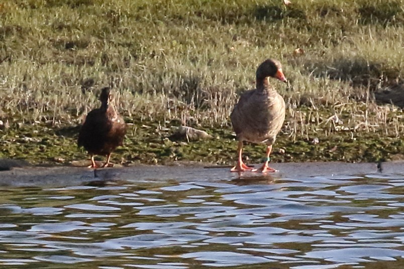 Graylag Goose (Domestic type) - ML643049731