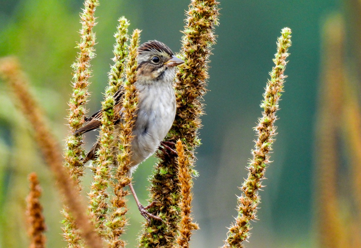 Swamp Sparrow - ML643049776