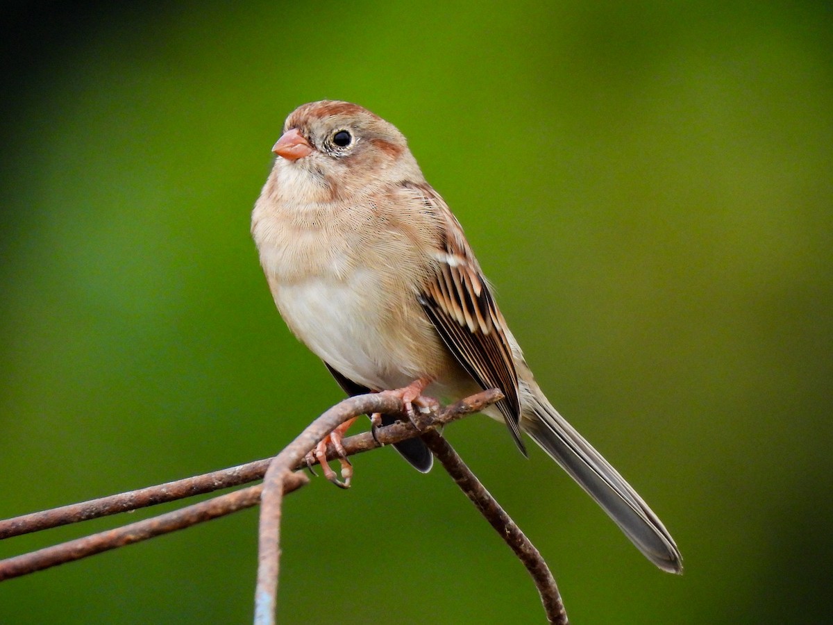 Field Sparrow - ML643049801