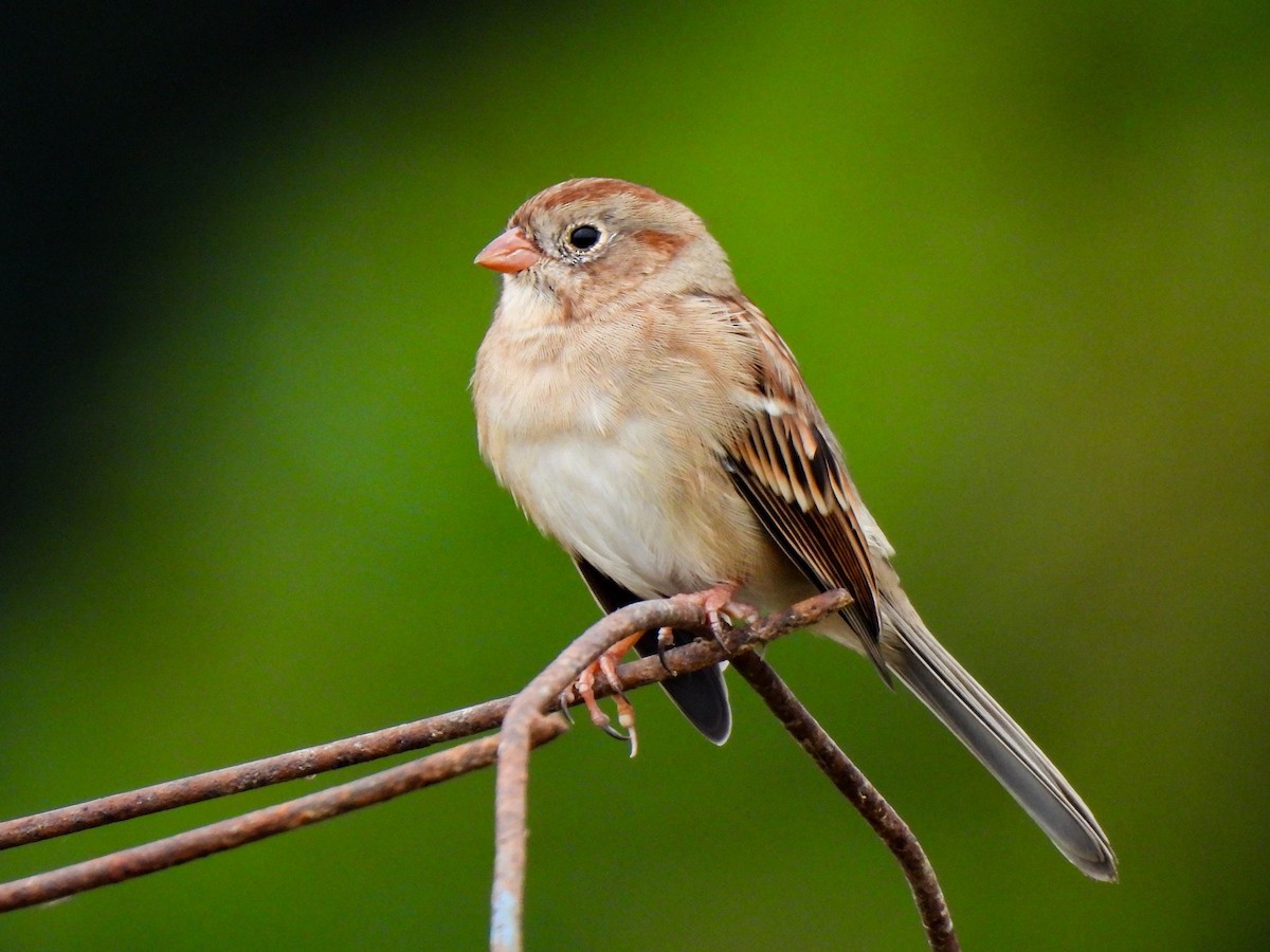 Field Sparrow - ML643049802