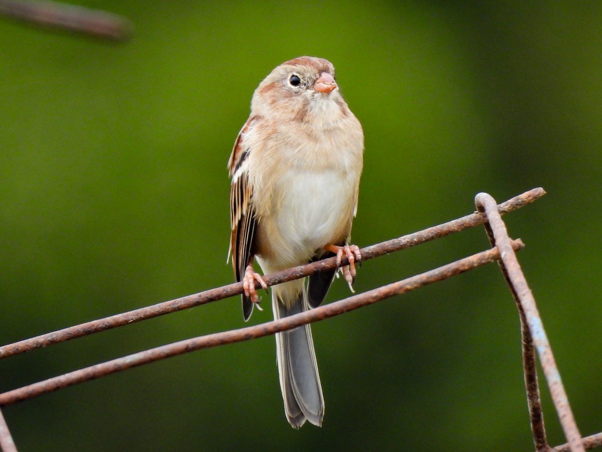 Field Sparrow - ML643049803