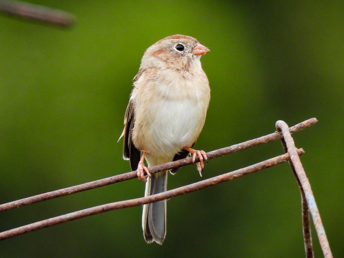 Field Sparrow - ML643049804