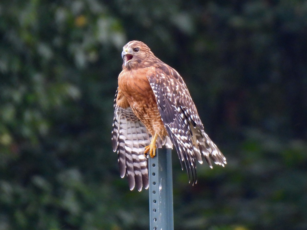 Red-shouldered Hawk - ML643049809