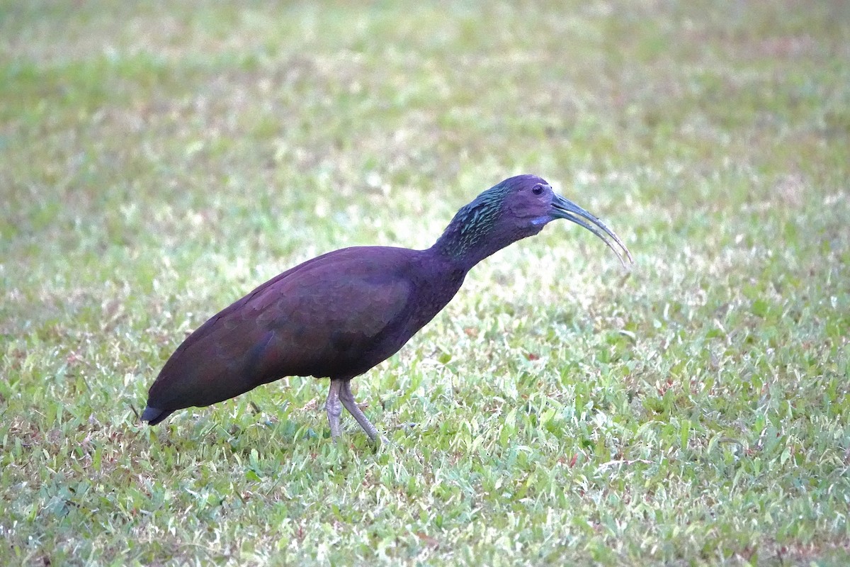 Ibis vert - ML643049842