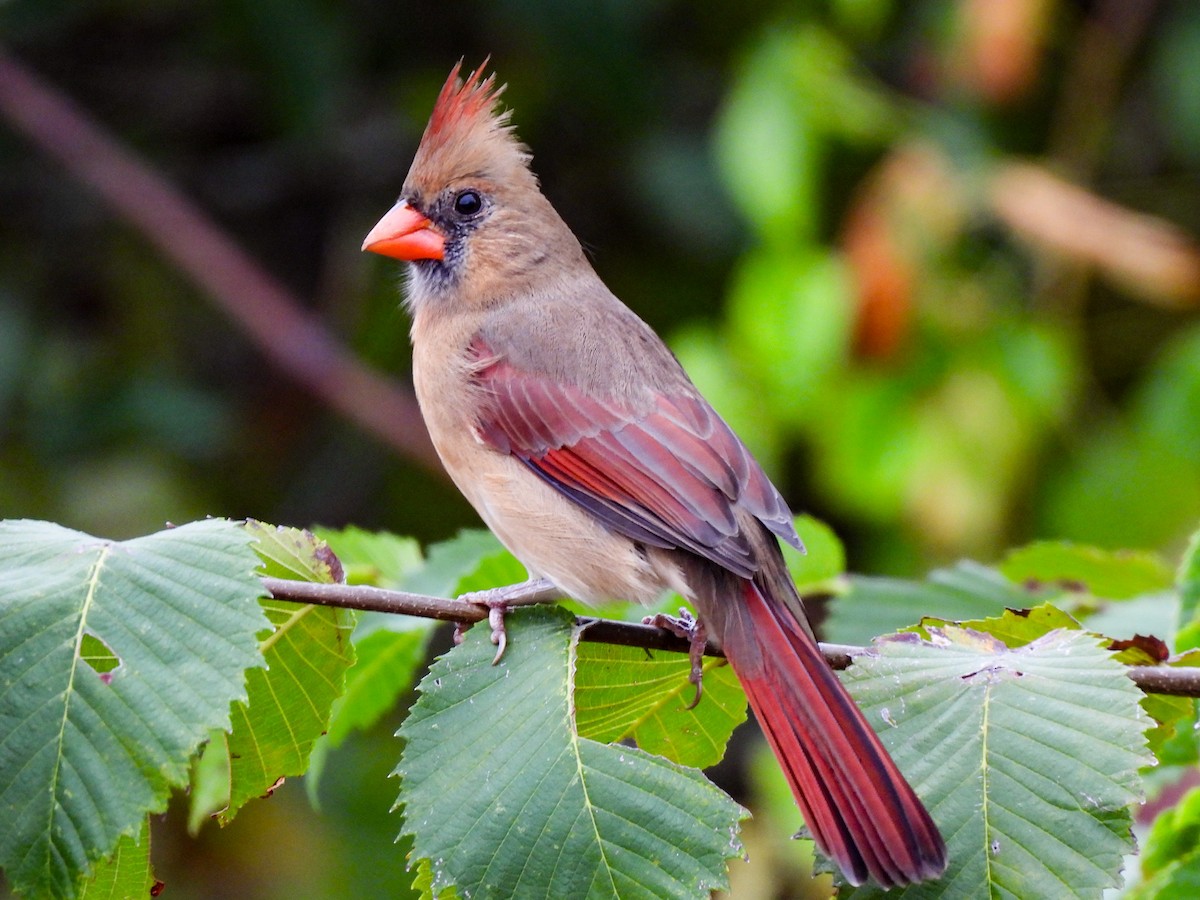 Northern Cardinal - ML643049845