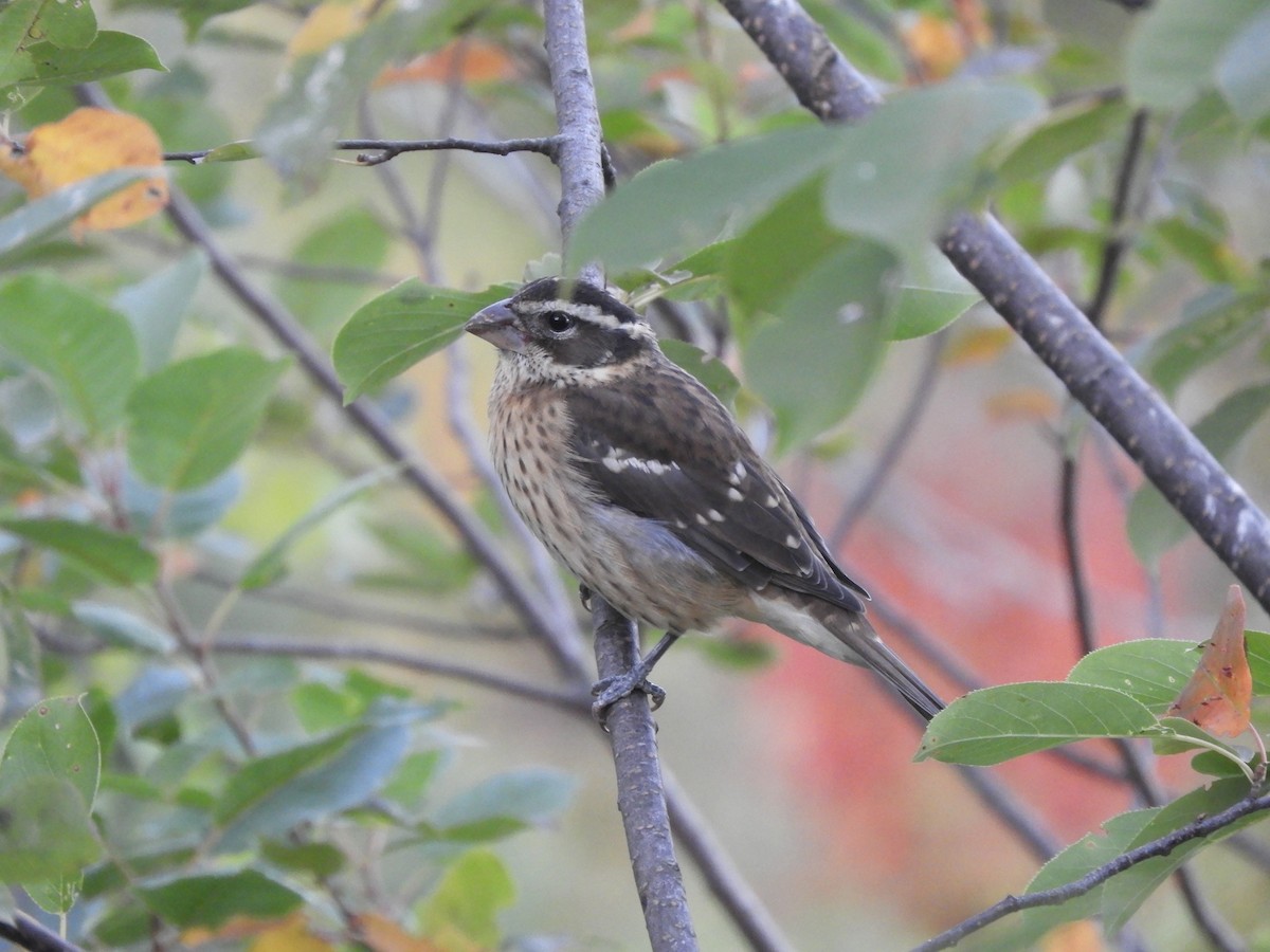 Rose-breasted Grosbeak - ML643049851