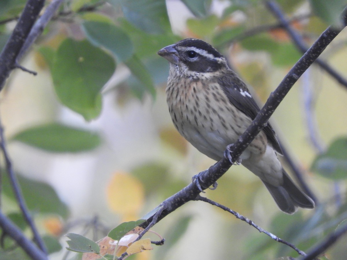 Rose-breasted Grosbeak - ML643049852