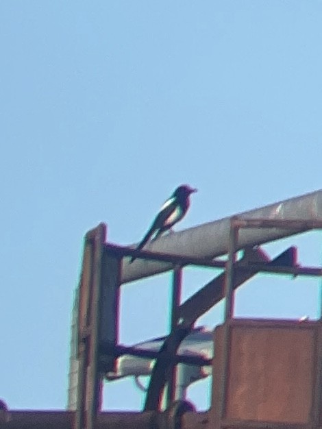 Oriental Magpie - ML643049853