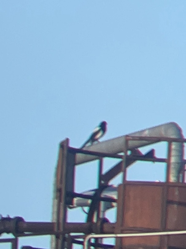 Oriental Magpie - ML643049858