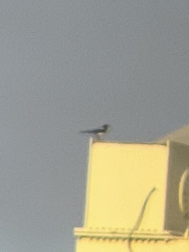 Oriental Magpie - ML643049859