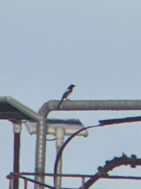 Oriental Magpie - ML643049860