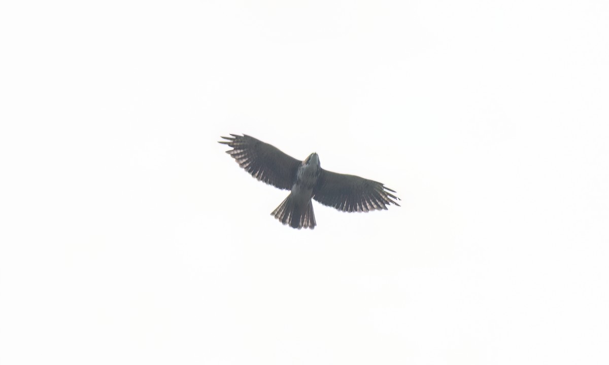 White-throated Hawk - ML643049870