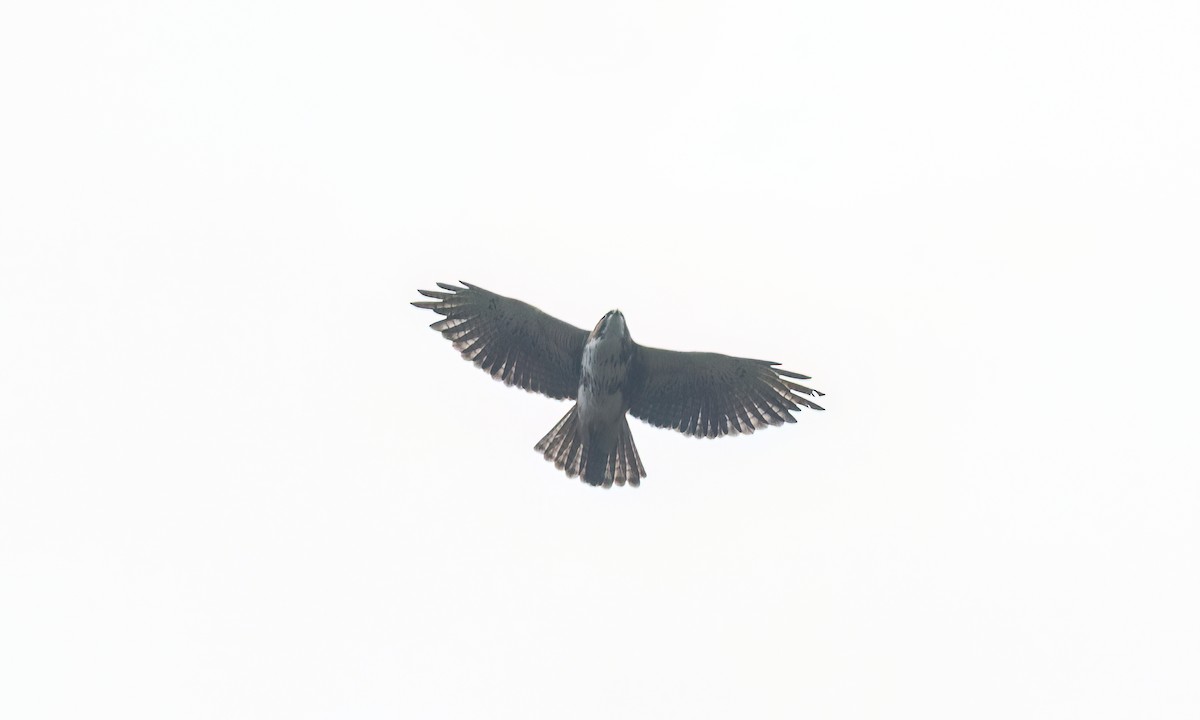 White-throated Hawk - ML643049871