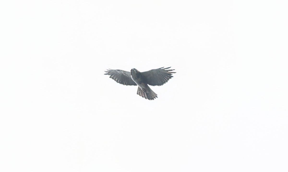 White-throated Hawk - ML643049872
