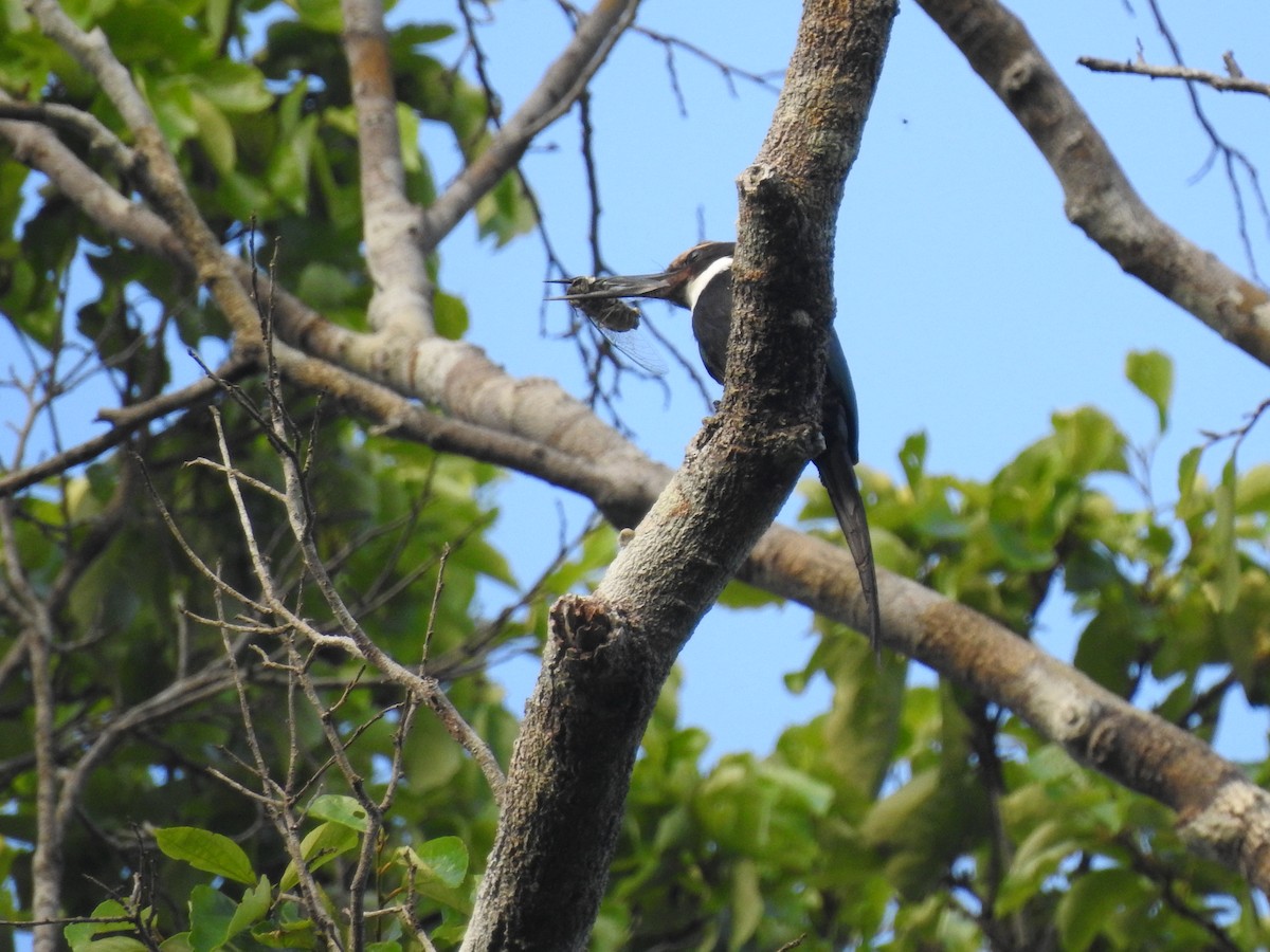 Paradise Jacamar - ML643049876
