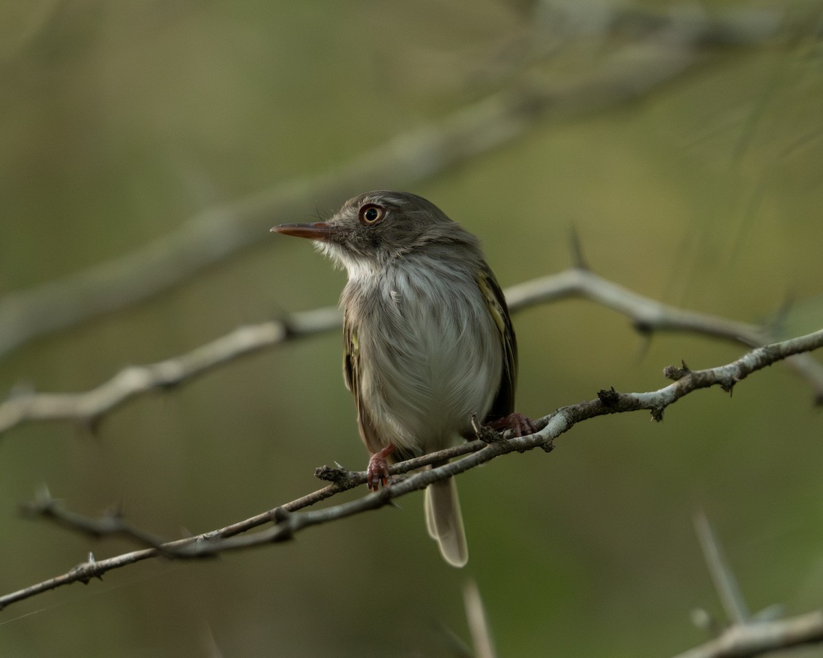 Pearly-vented Tody-Tyrant - ML643049883