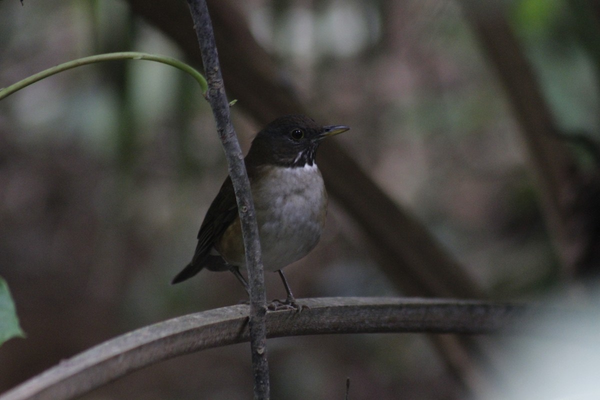 White-necked Thrush - ML643049892
