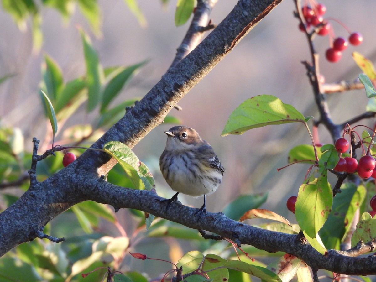 Yellow-rumped Warbler - ML643049921