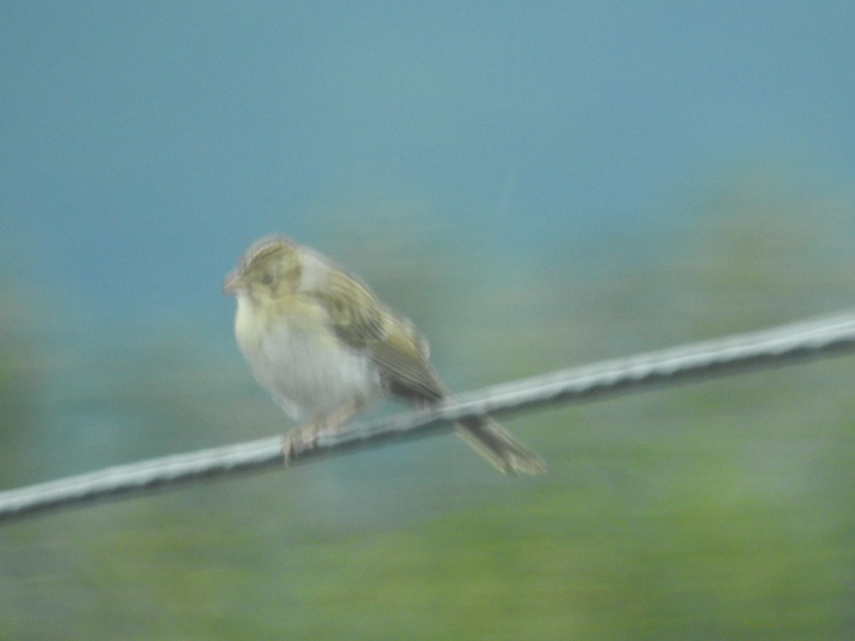 Clay-colored Sparrow - ML643049965