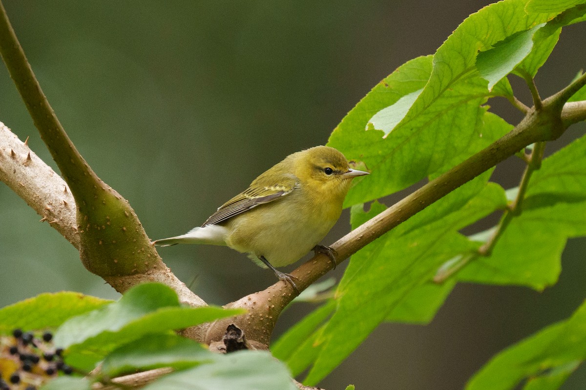 Tennessee Warbler - ML643049975
