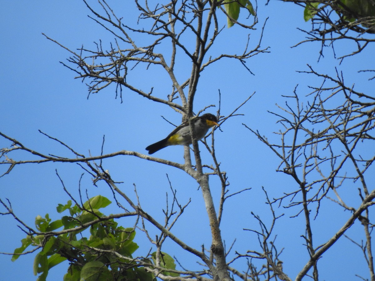 Yellow-backed Tanager - ML643049984