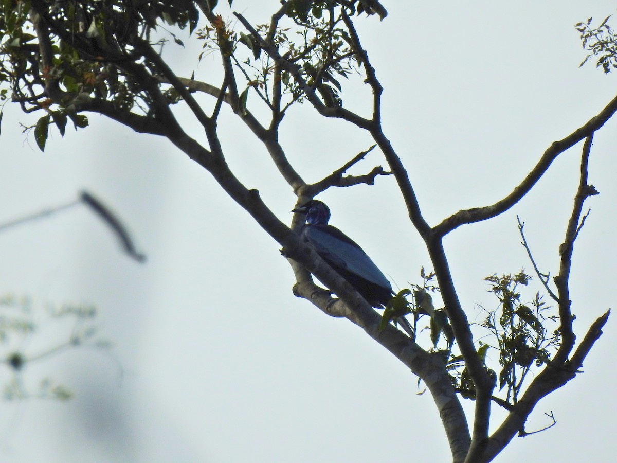 Bare-necked Fruitcrow - ML643049997