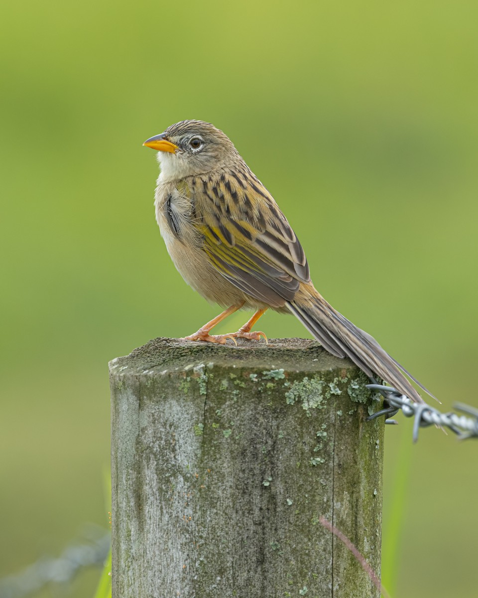 Wedge-tailed Grass-Finch - ML643050000