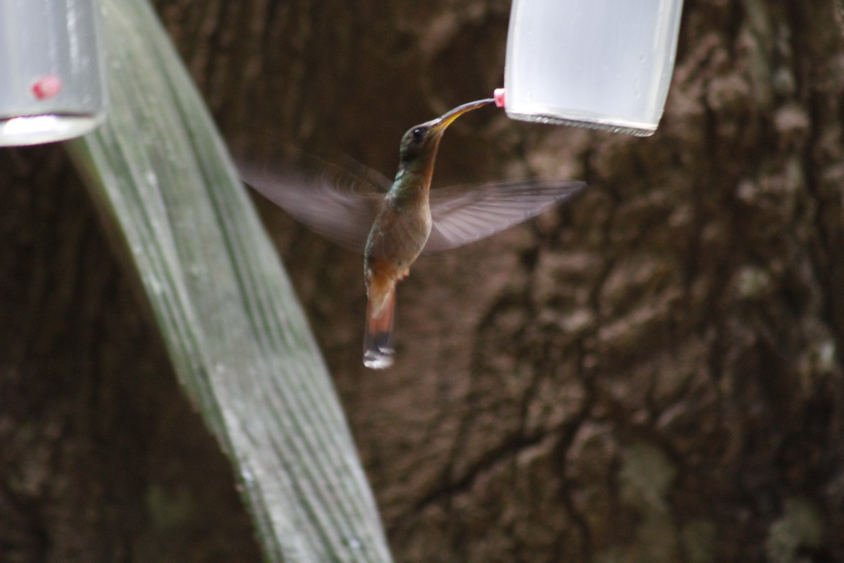 Rufous-breasted Hermit - ML643050006