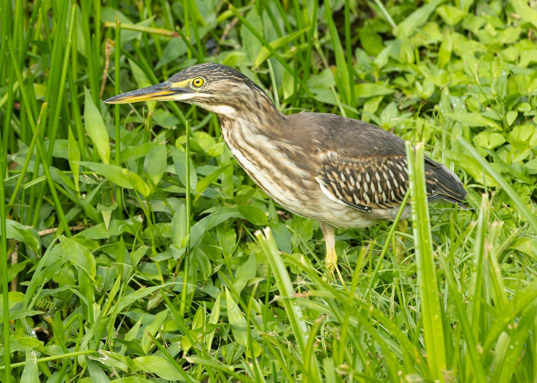 Striated Heron (South American) - ML643050013