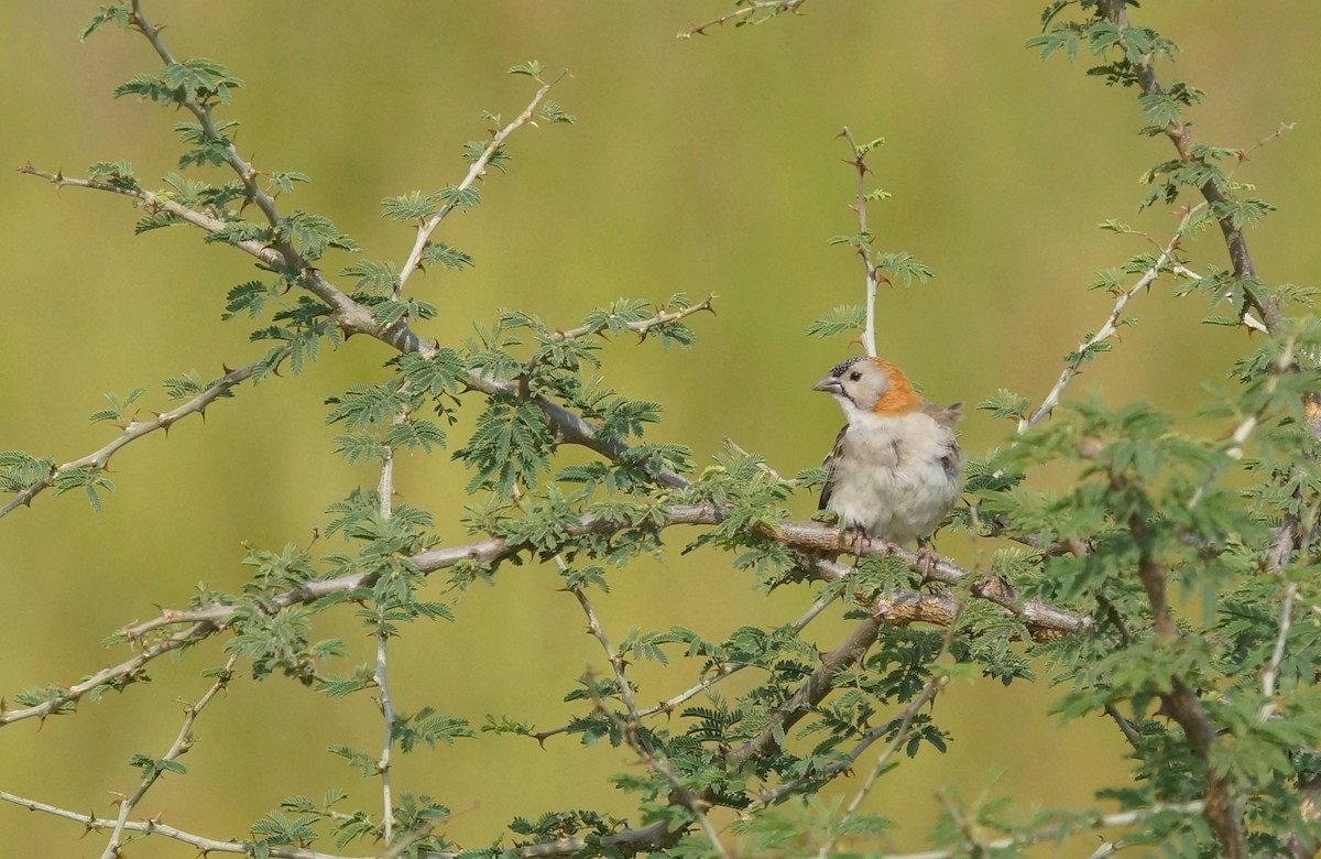 Speckle-fronted Weaver - ML643050014