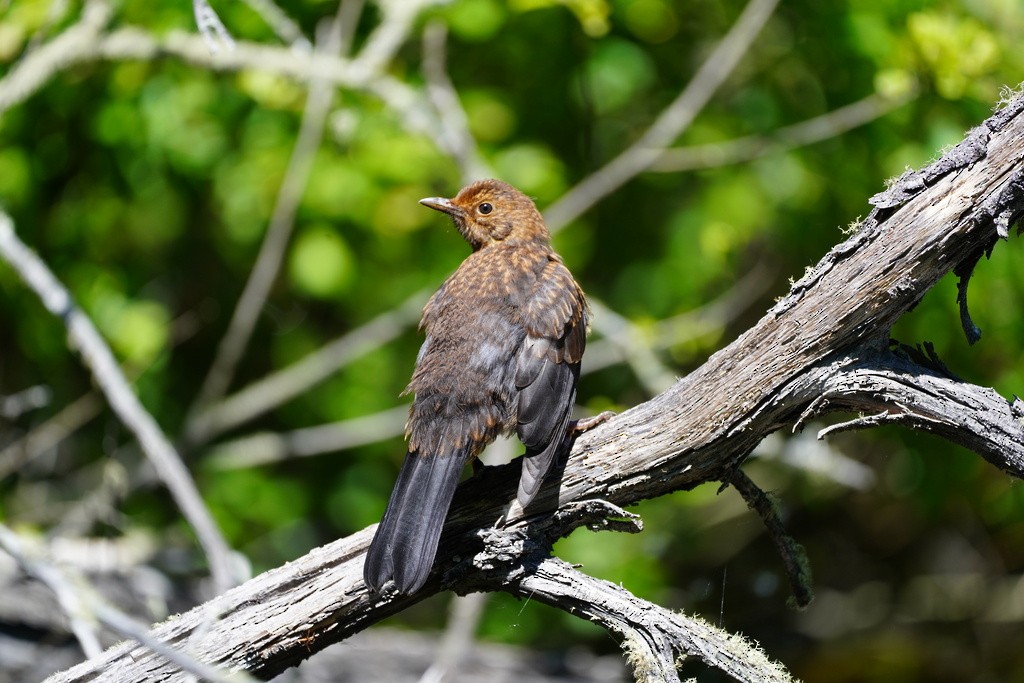 Eurasian Blackbird - ML643050015