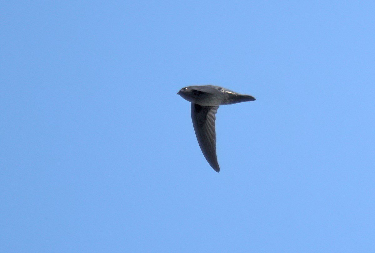 Plume-toed Swiftlet - ML643050023