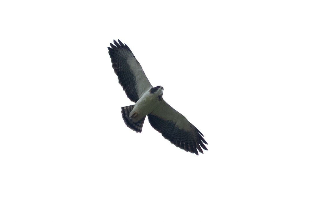 Kısa Kuyruklu Şahin - ML643050045