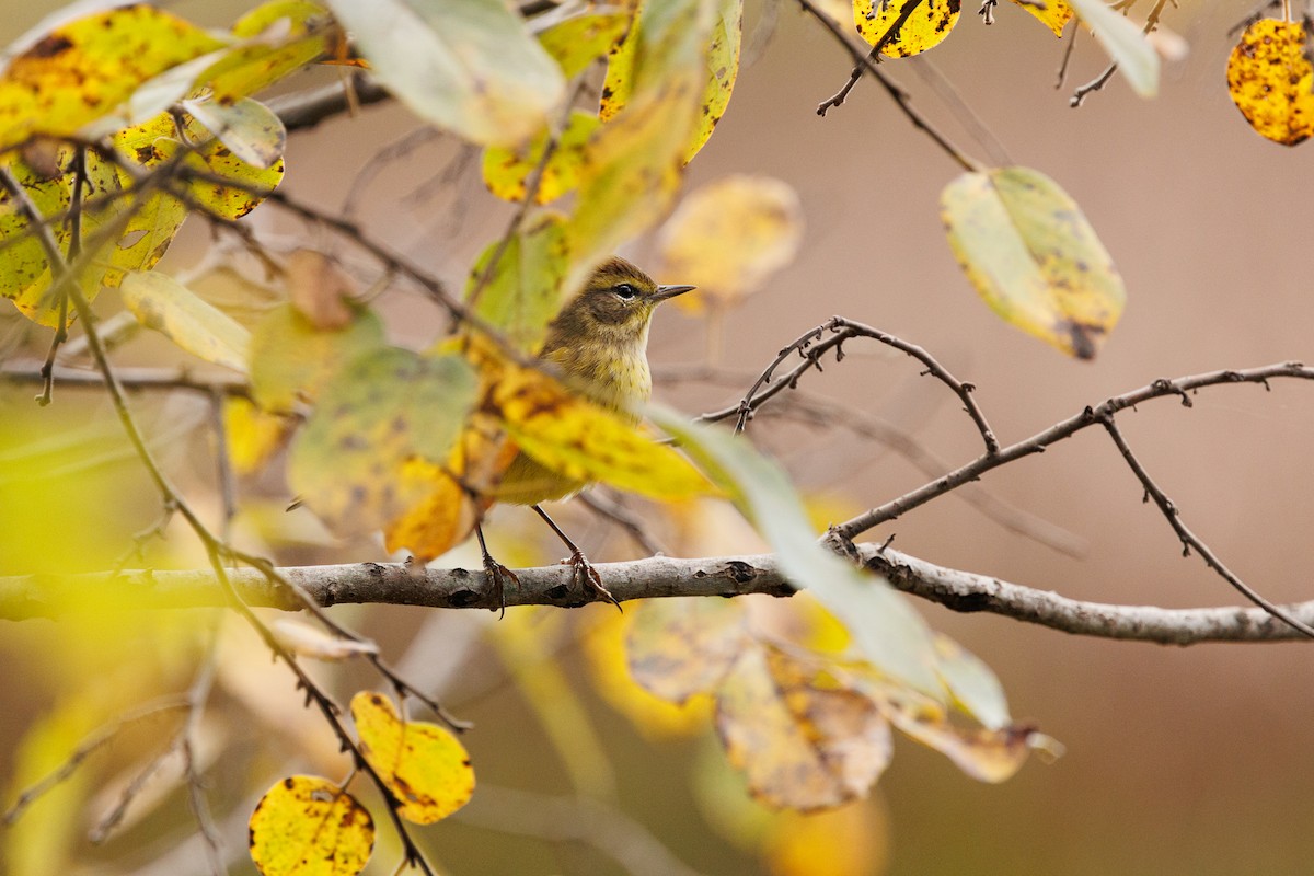 Palm Warbler - ML643050081