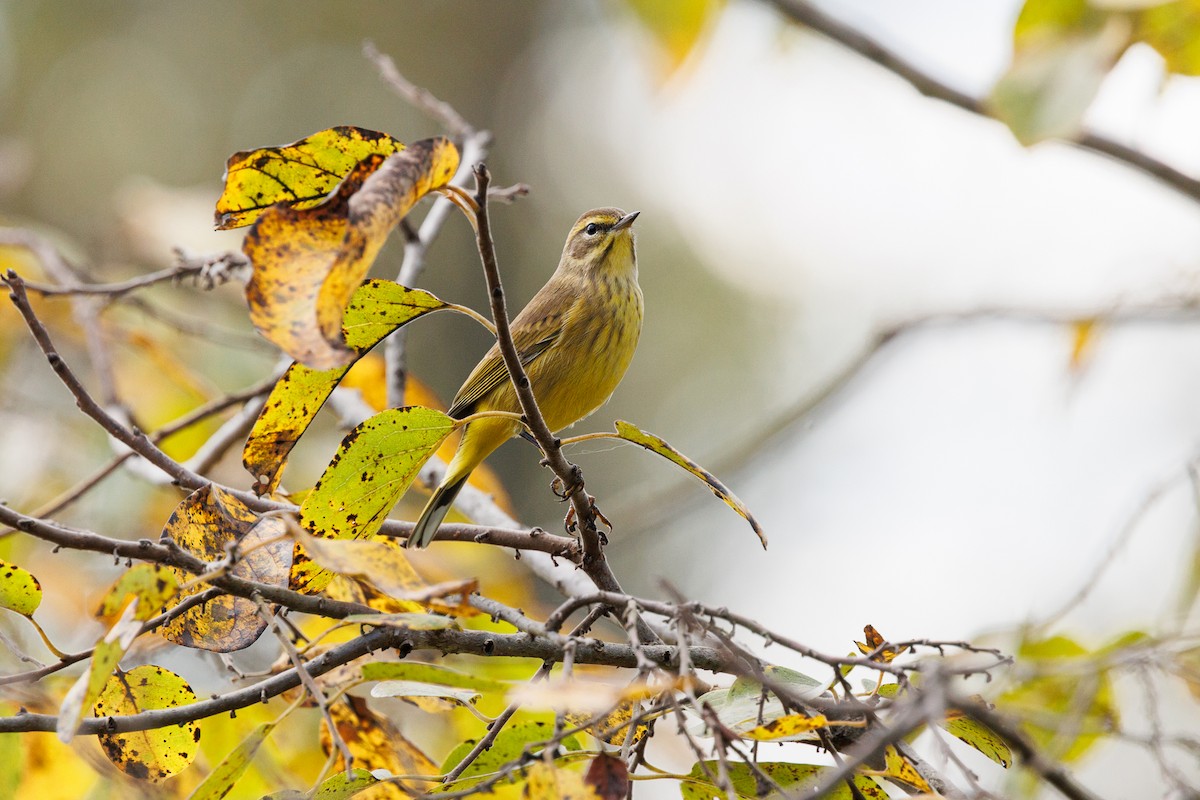 Palm Warbler - ML643050083