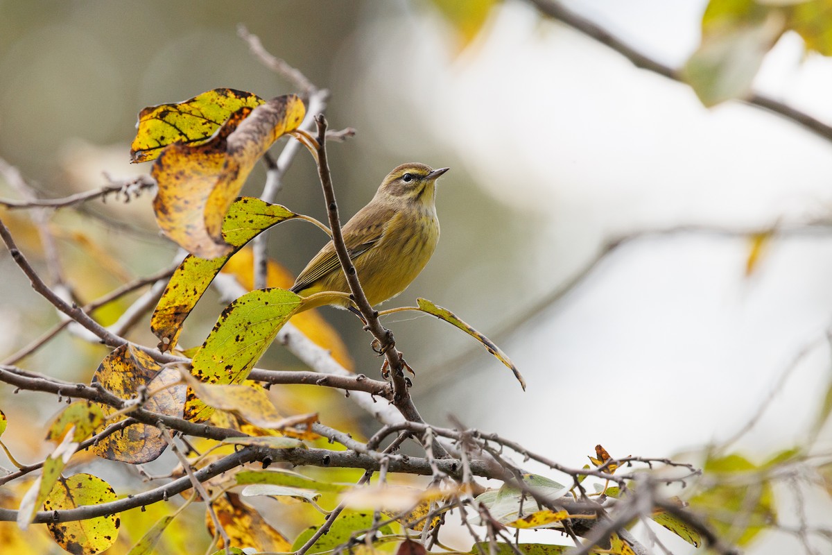 Palm Warbler - ML643050084
