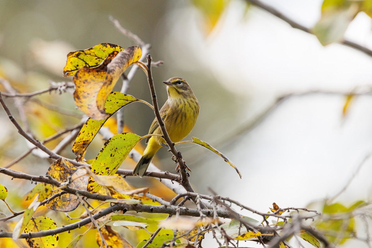 Palm Warbler - ML643050086