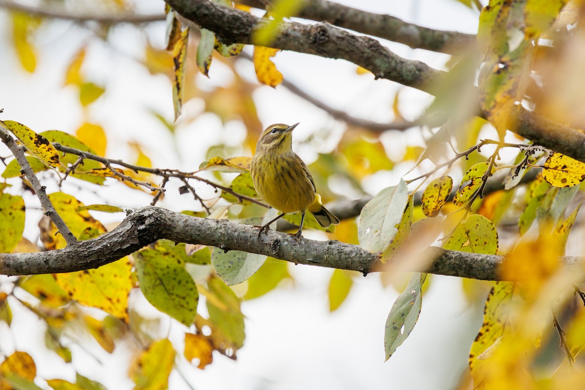 Palm Warbler - ML643050087
