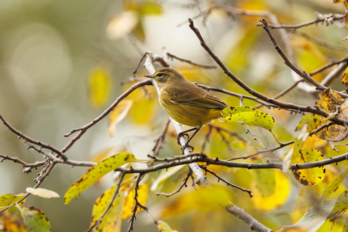 Palm Warbler - ML643050088
