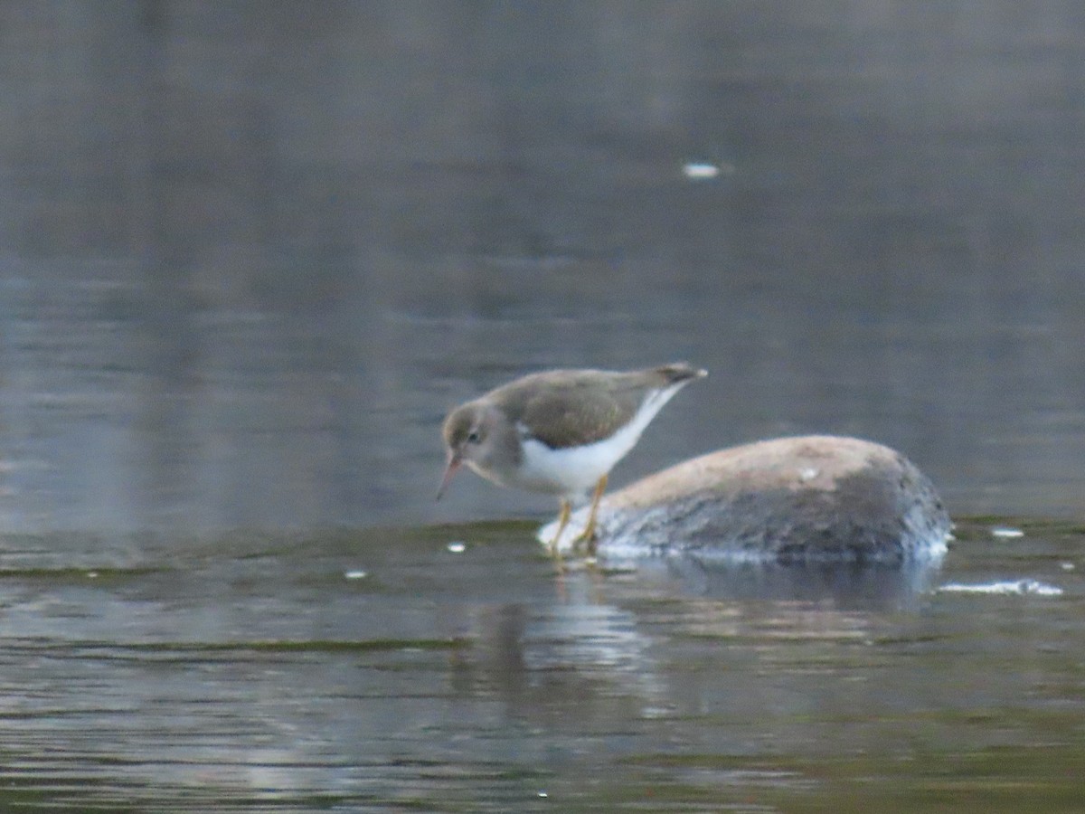Spotted Sandpiper - ML643050096