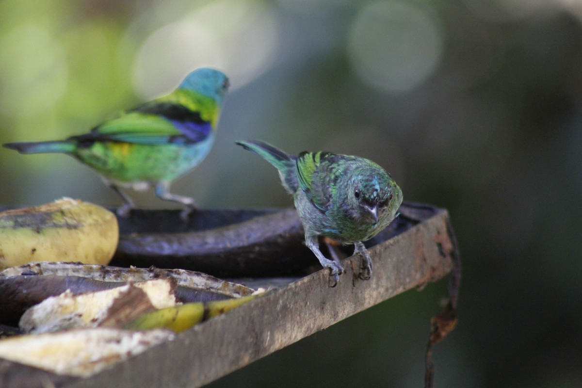 Green-headed Tanager - ML643050107